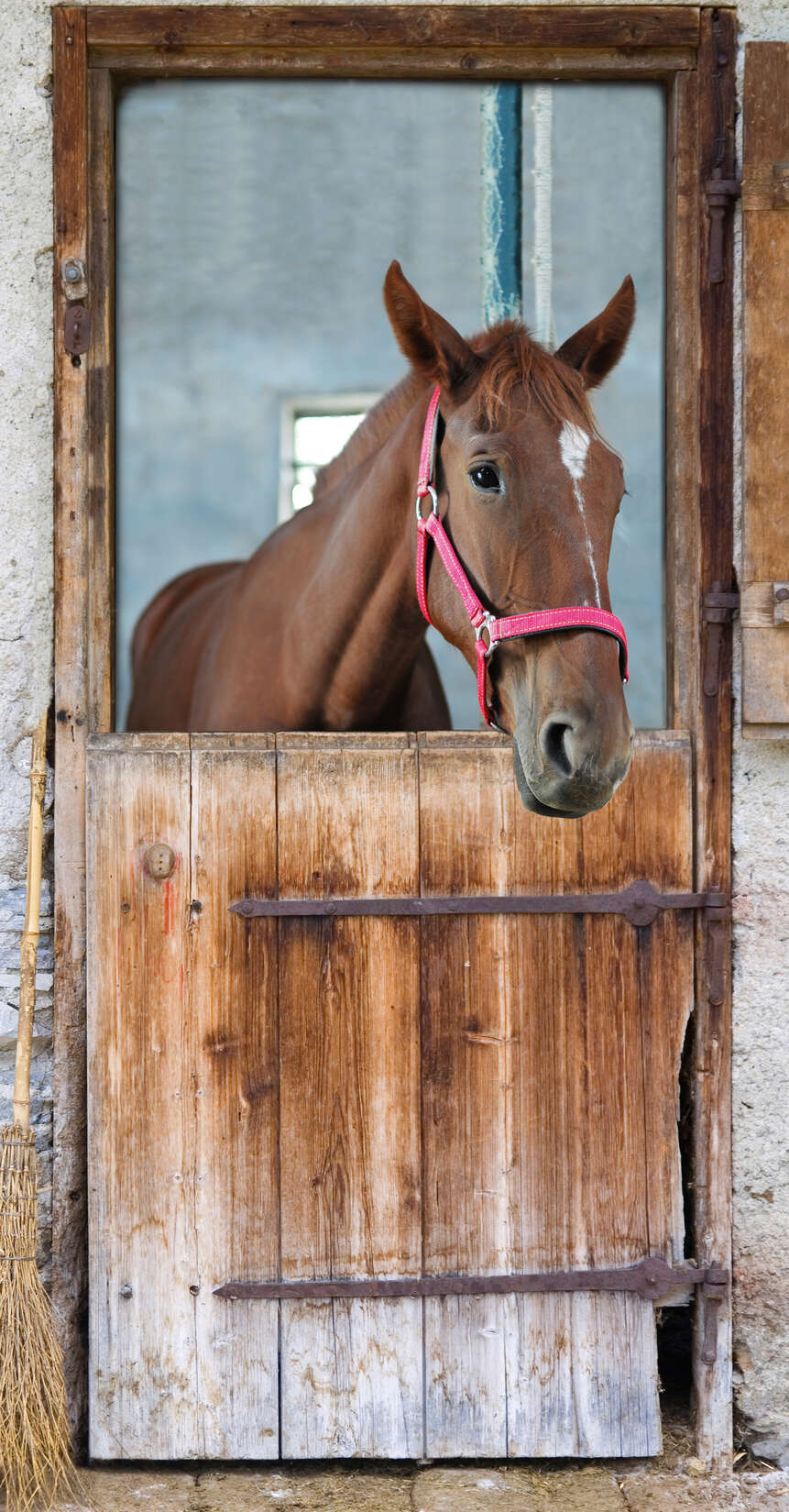 Pferd, Halter, Stall, Holzbauk?