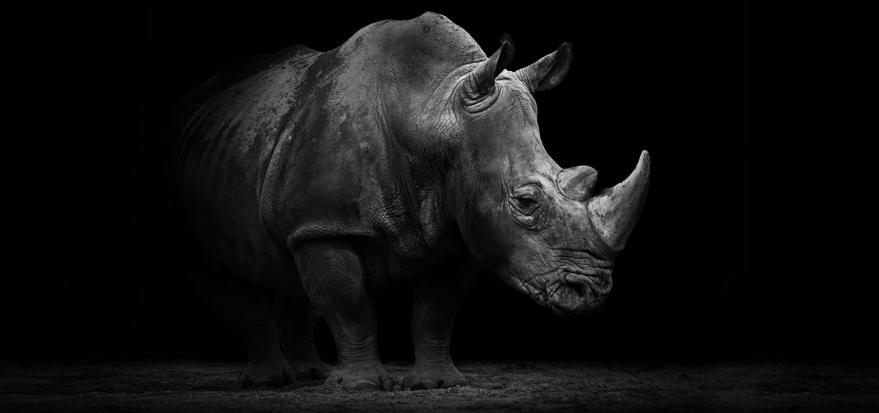 Nashorn, Rhino, Tier, Schwarzweiß, Horn