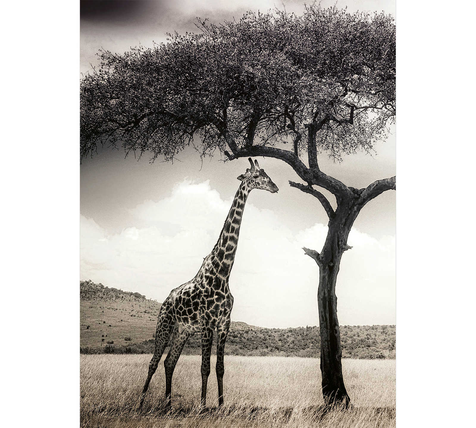         Papier peint Girafe dans la savane - gris, blanc, noir
    
