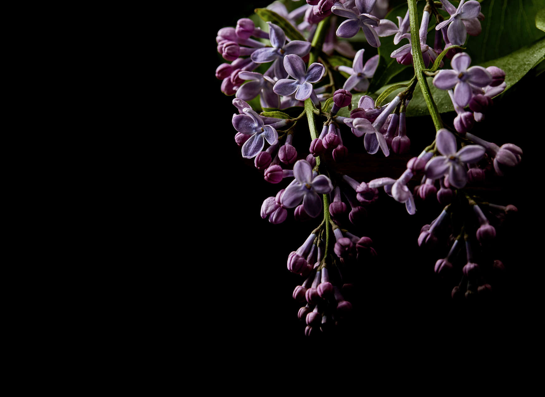 lilafarbene Blüten, purple blossoms, Knospen, Blütenstrauß, Blütenstängel