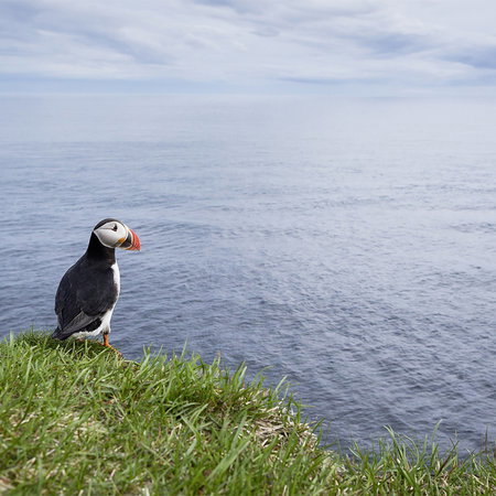 Puffin, Vogel, Felsenkante, Gras, Meer