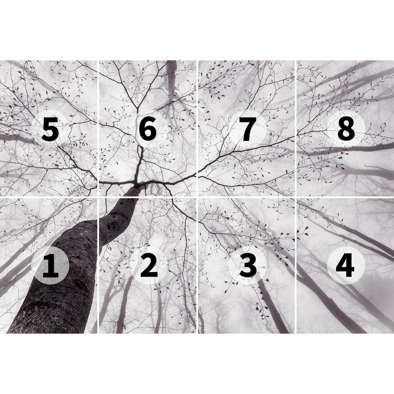             Natur Fototapete Baumkronen im Nebel – Grau, Weiß
        