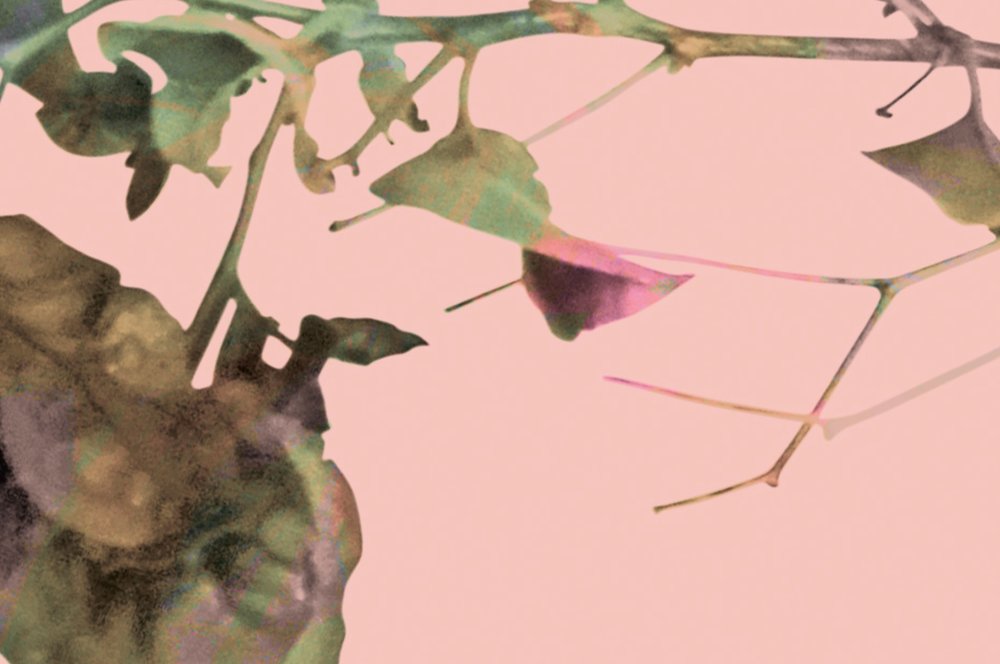 Blatt, Pflanze, Rebe, Kunst