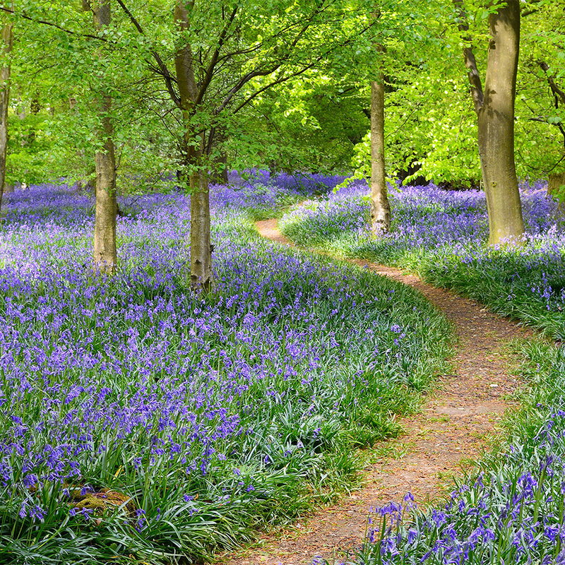 lavendel feld, blauglöckchen pfad, waldgarten, pfad durch blumen, grüne bäume