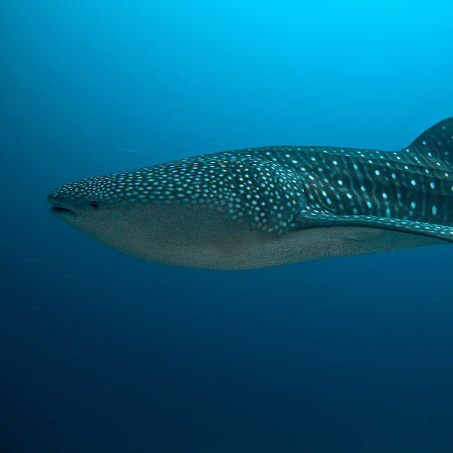         Papier peint panoramique requin sous l'eau sur intissé lisse premium
    