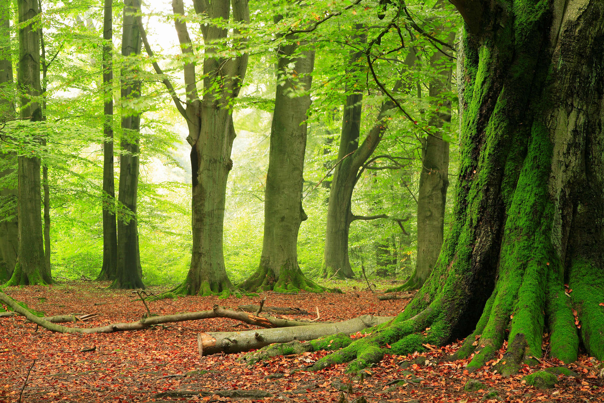 wald, baum, moos, laub, fleck