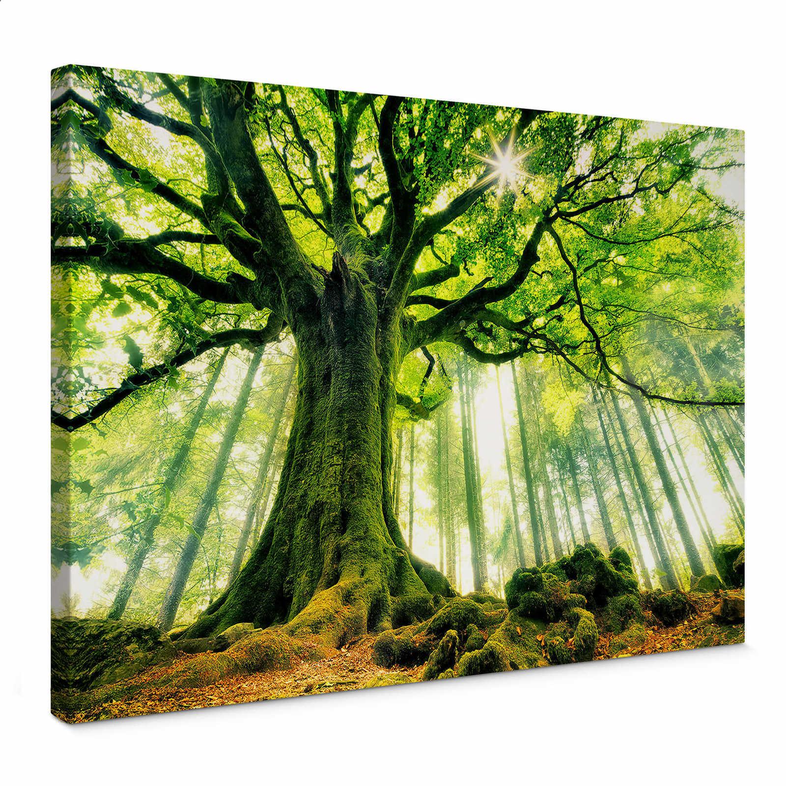 Tableau Mural Verre ARTTOR 140x50 Cm Forêt Feuilles Soleil Déco XXL Moderne Multicolore