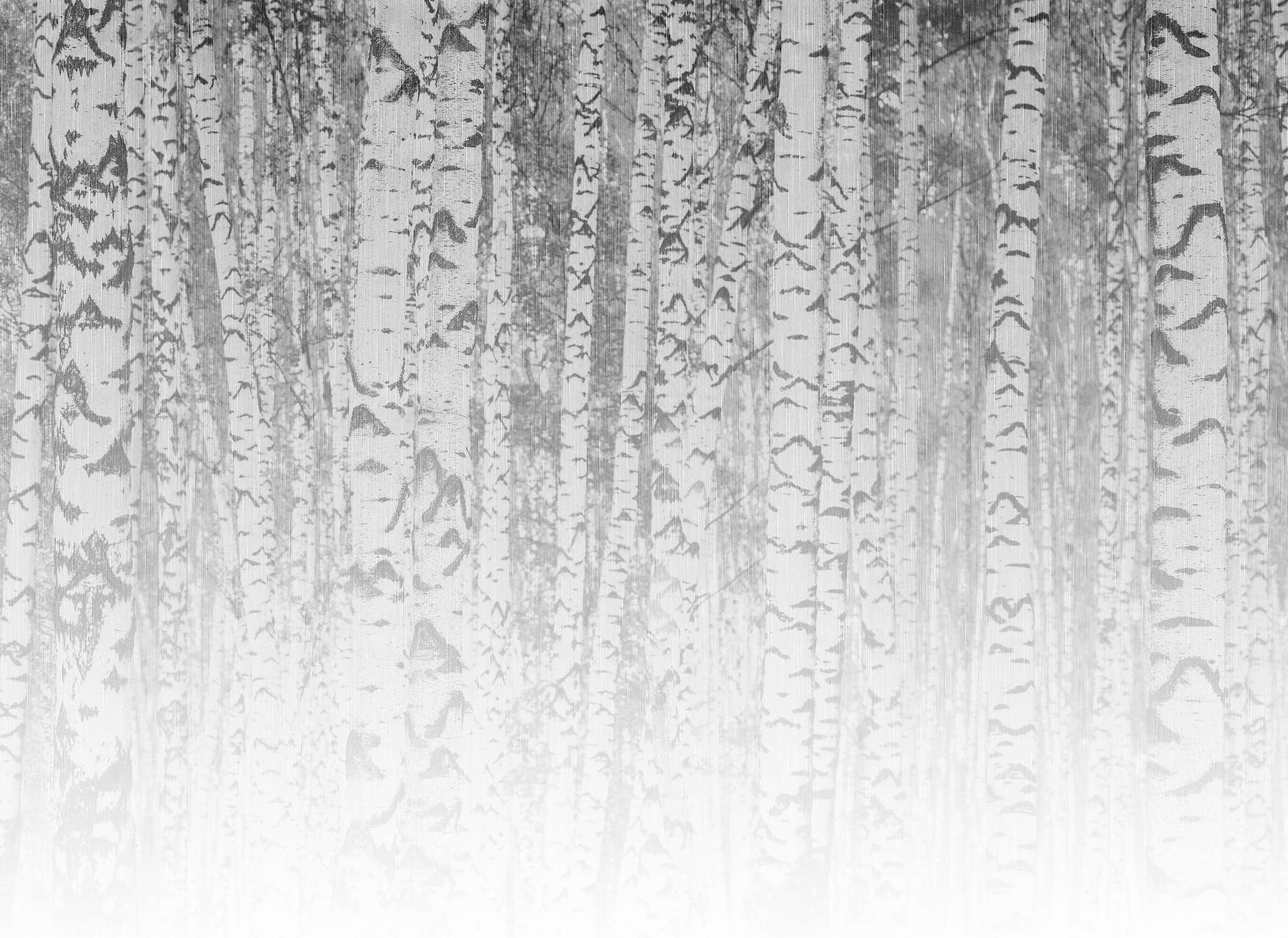 Birkenwald, Birkenholz, Baumstämme, Wald, Muster