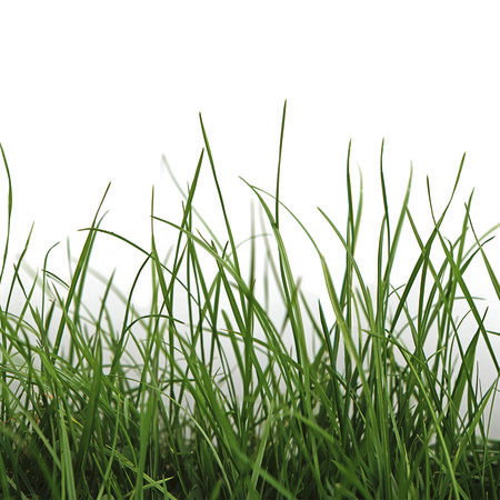 Gras, Kabelgras, Pflanze, Grasboden, Grasart