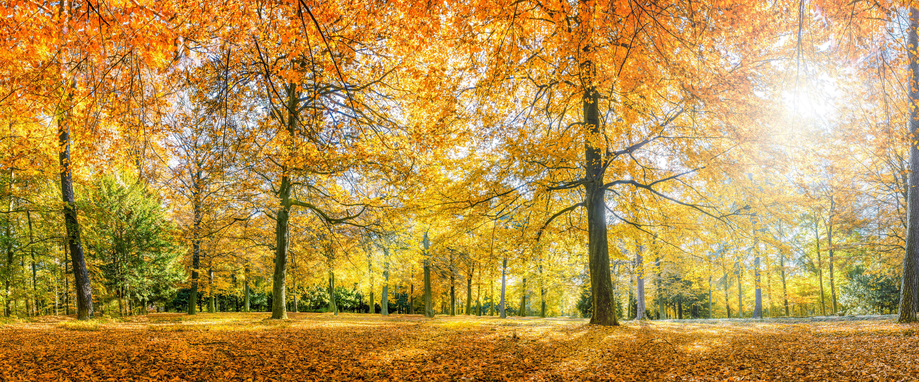 Herbst, Wald, Laubfärbung, Bäume, Sonnenlicht