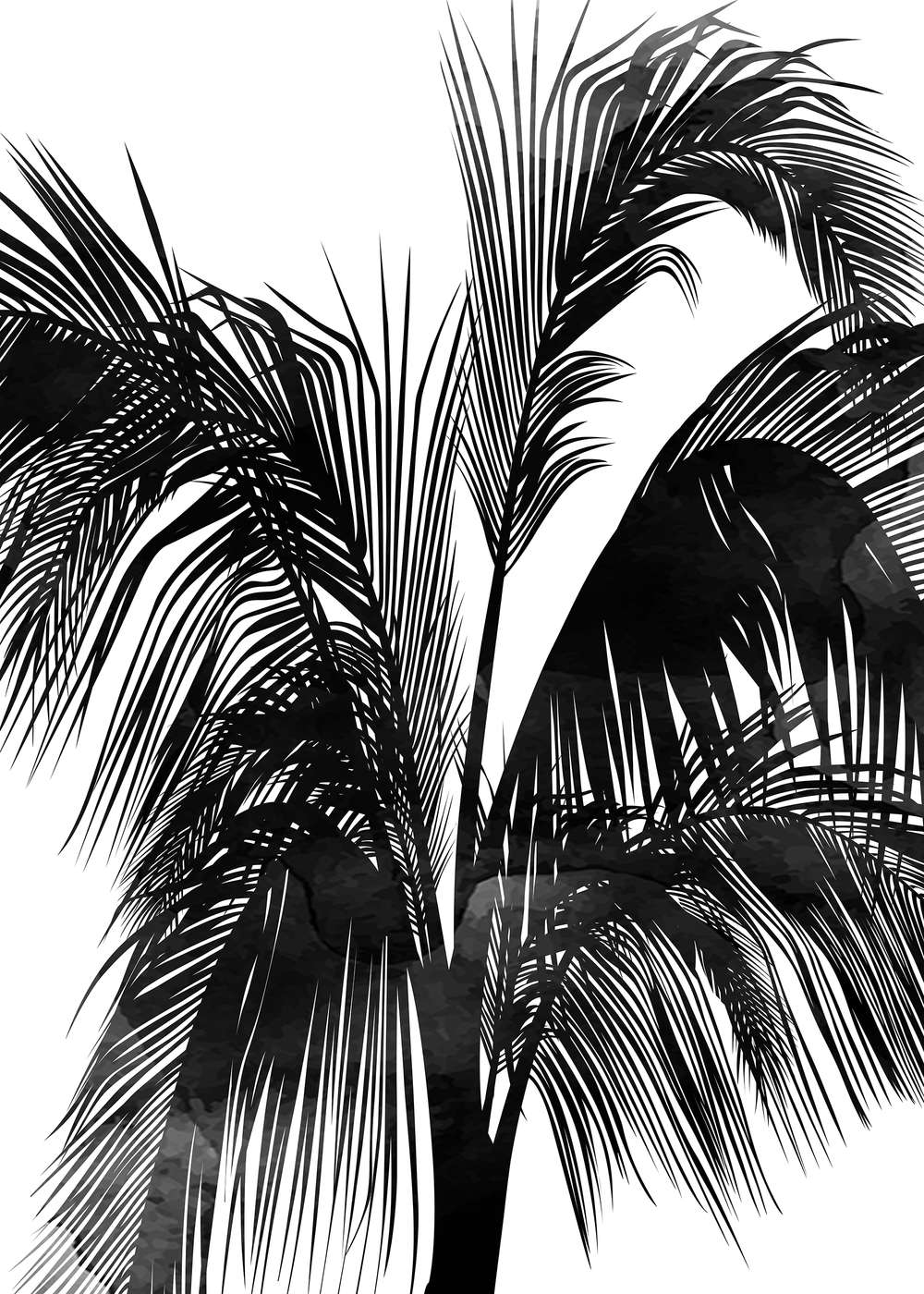 Pflanzenpalme, Monochrom, Schwarz-Weiß, Fächerblätter, Silhouette