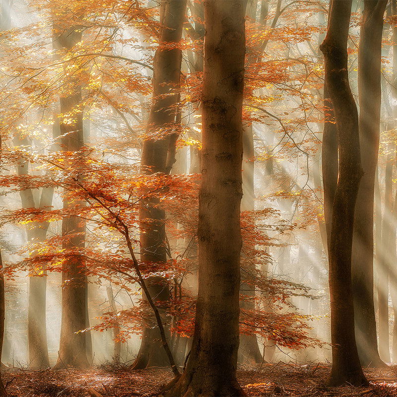         Architects Paper Fototapete AP Digital 4
    