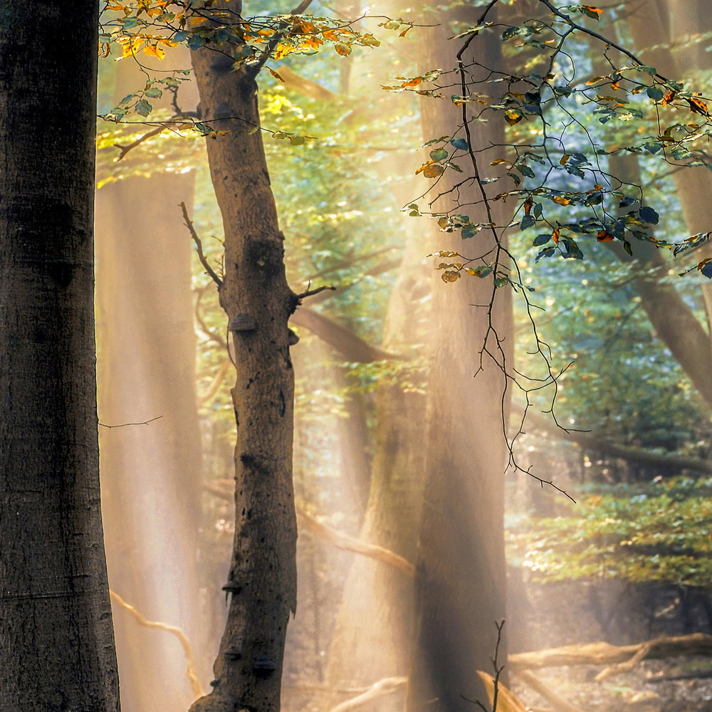             Architects Paper Fototapete AP Digital 4
        