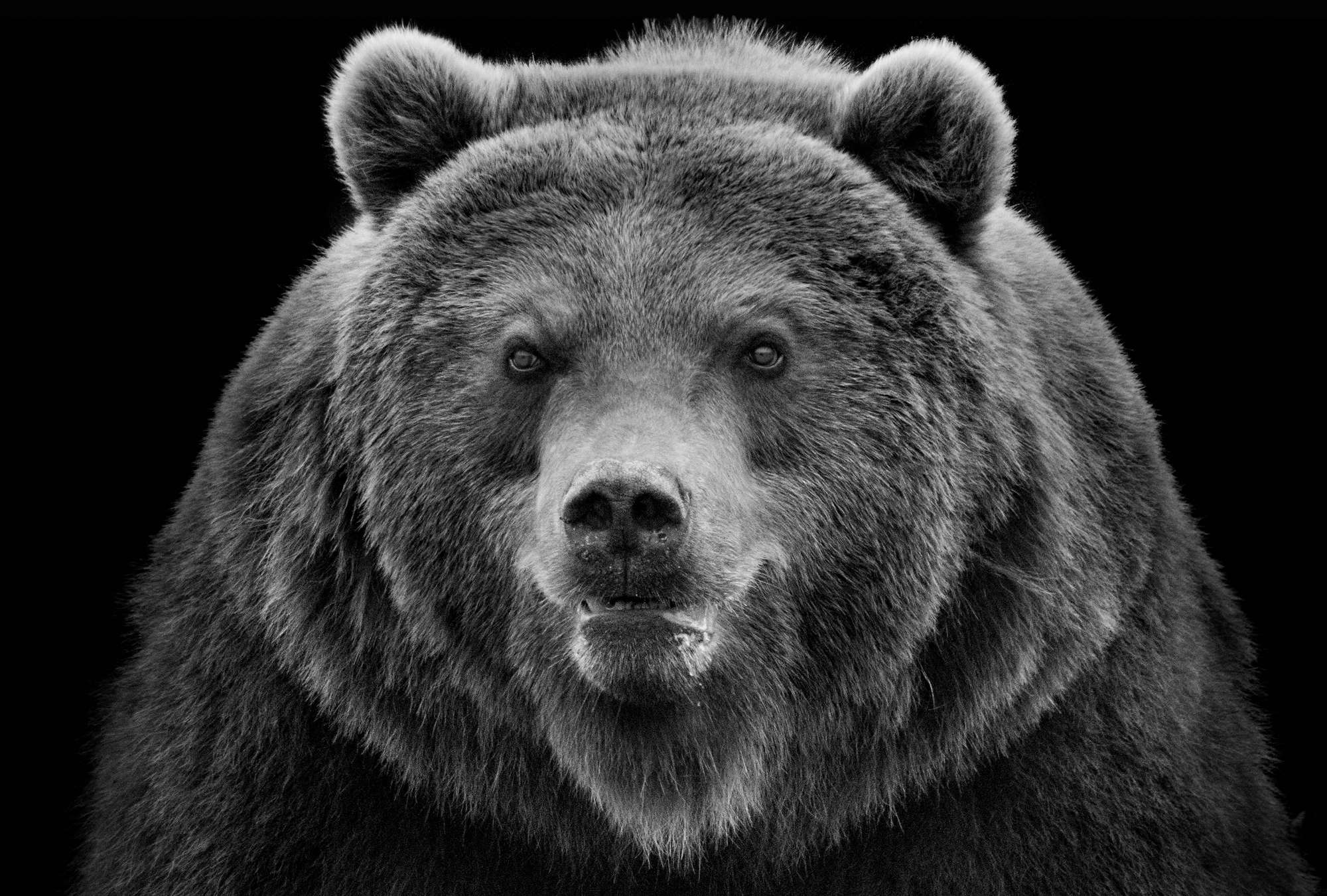 Bär, Tier, Fell, Groß, Porträt
