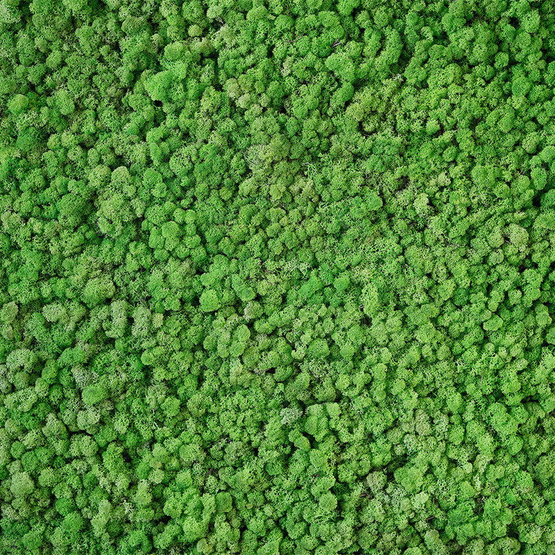         Fototapete im Natur Look – Vliestapete mit Moos- und Rasenoptik im 3D Design – Grün
    