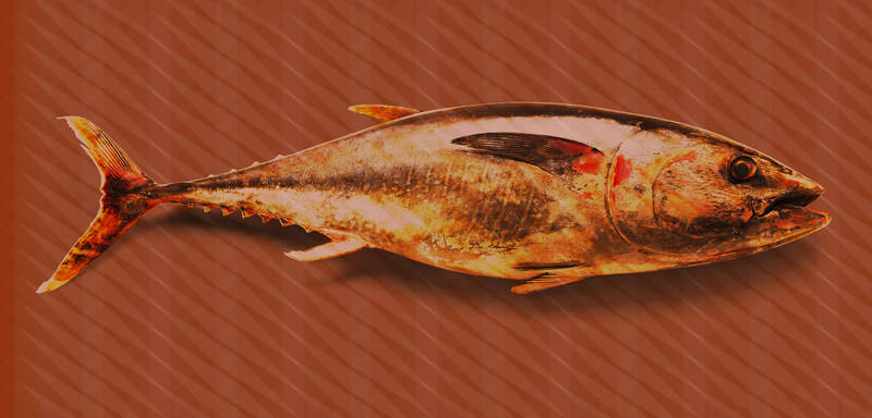 Tier, Fische, Leben im Meer, Thunfisch, Bonito