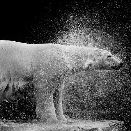 polar bear, polar bear on ice, white bear, ice spray, animal portrait