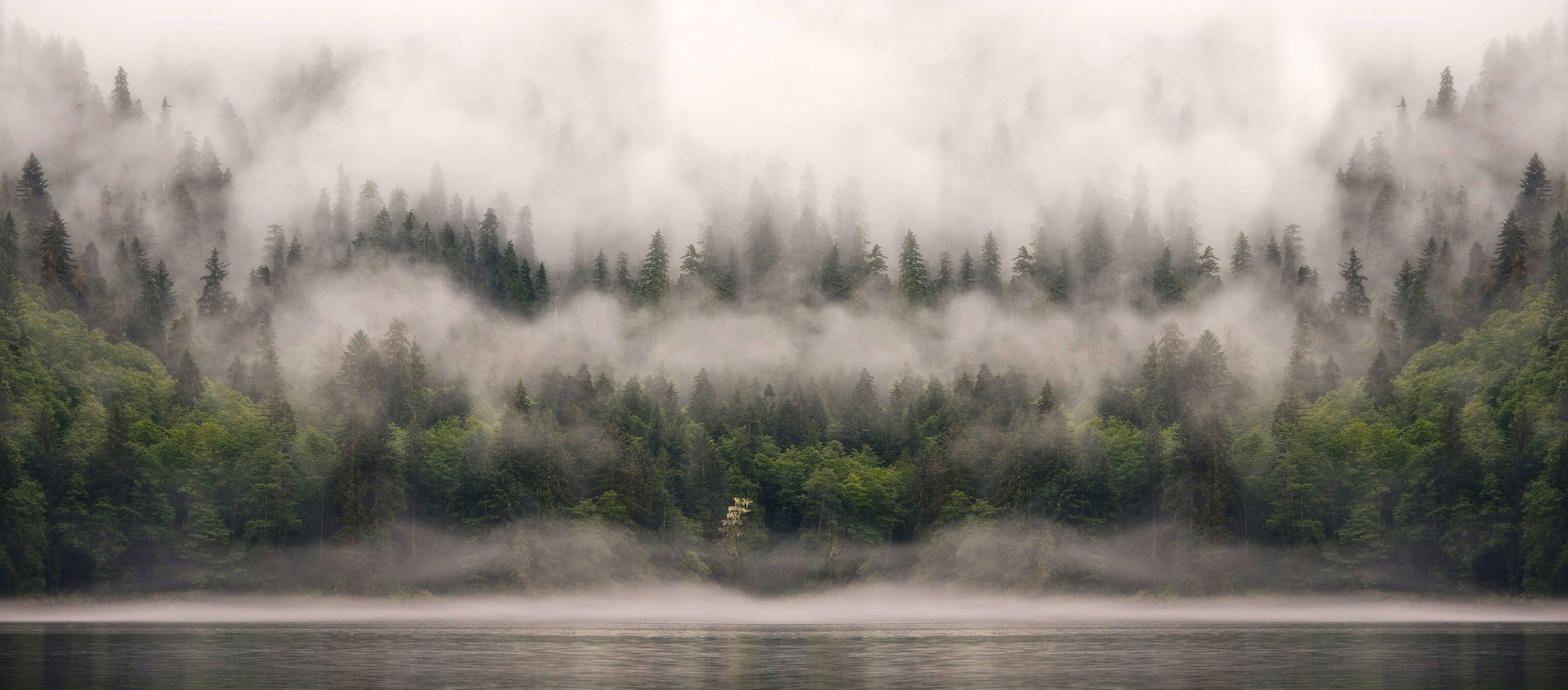 Wald, Nebel, Dunst, Zypressenbäume, Seezufluss