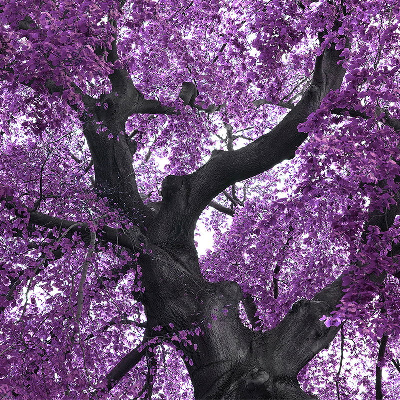 baum, lila blüten, stamm, zweig, pflanze