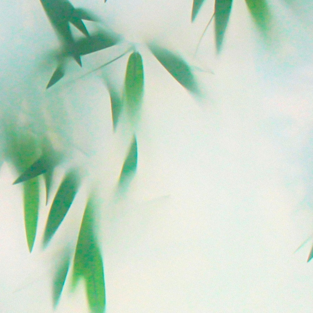 Blatt, Pflanze, Draußen