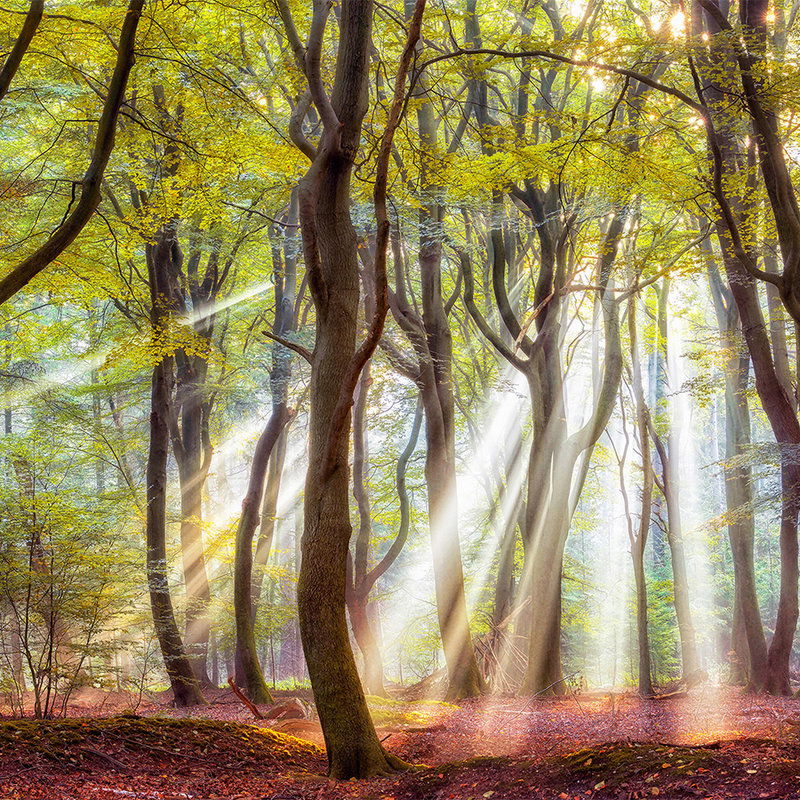         Architects Paper Fototapete AP Digital 4
    