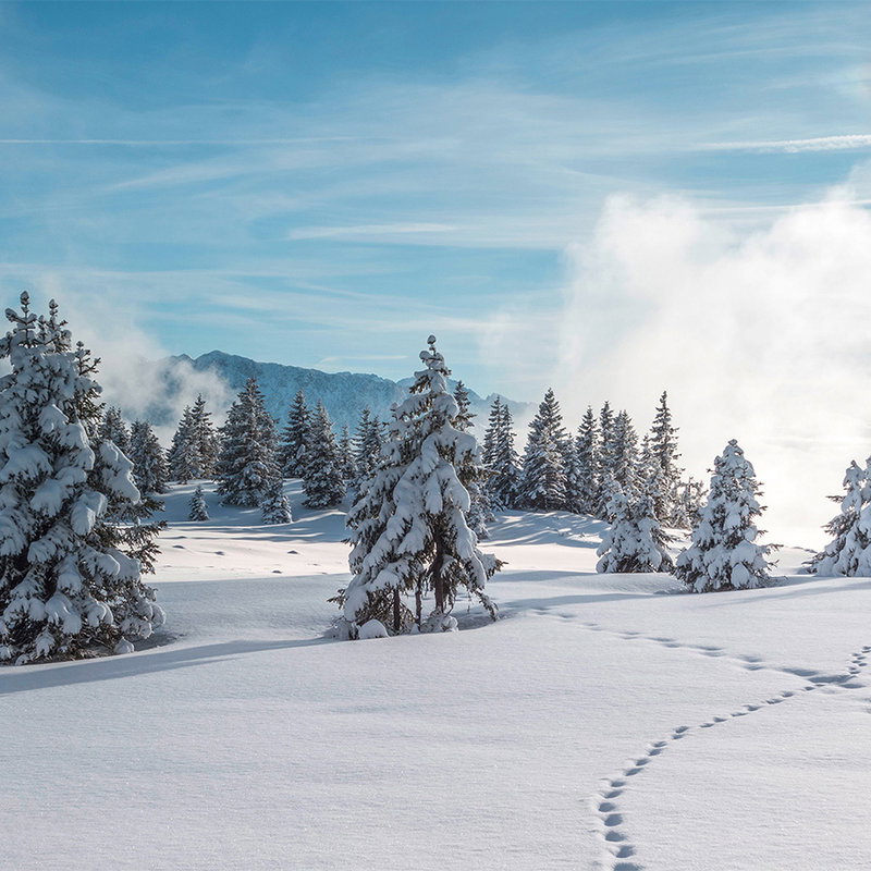 Schnee, Winterlandschaft, Schneetage, Tannenwald, Spuren im Schnee