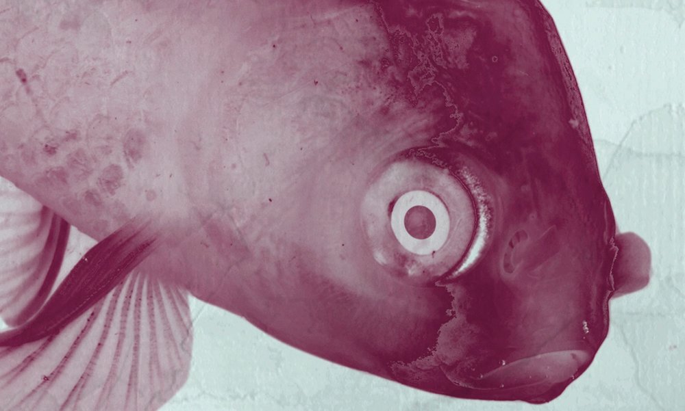 Aquatisch, Wasser, Person, Tier, Leben im Meer