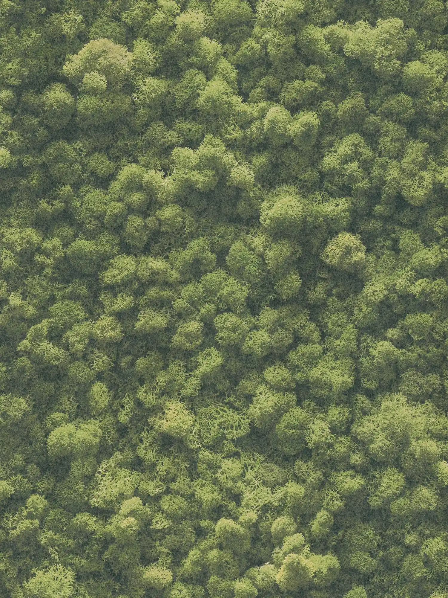         Non-woven wallpaper moss motif - green
    