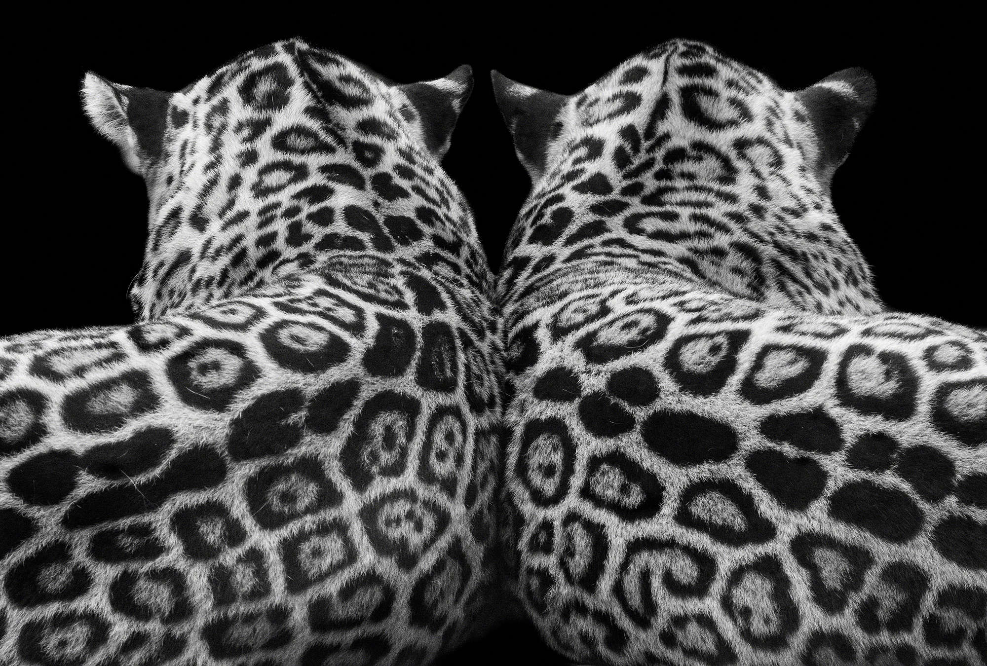 Leopard, Tierfell, Leopardenmuster, Rückansicht, Wildtier-Fell