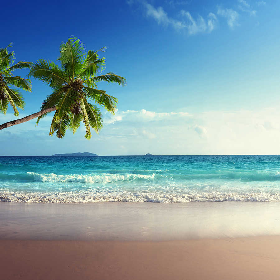 Strand, Palme, Meer, Wasser, Sand