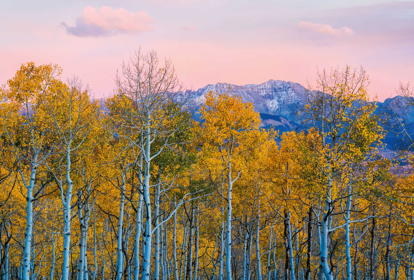         Fototapete Landschaft Birken und Berge – Gelb, Grau
    