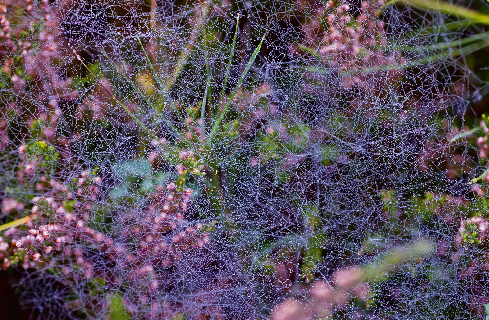Spinnennetz, Tautropfen, Netz, Web, Garten