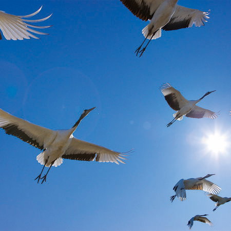vögel, flugvögel, hallo