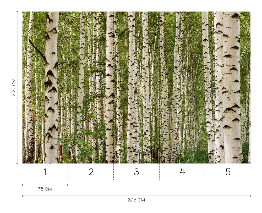 Birkenwald-Fototapete mit skandinavischem Flair als Vliestapete – Bunt