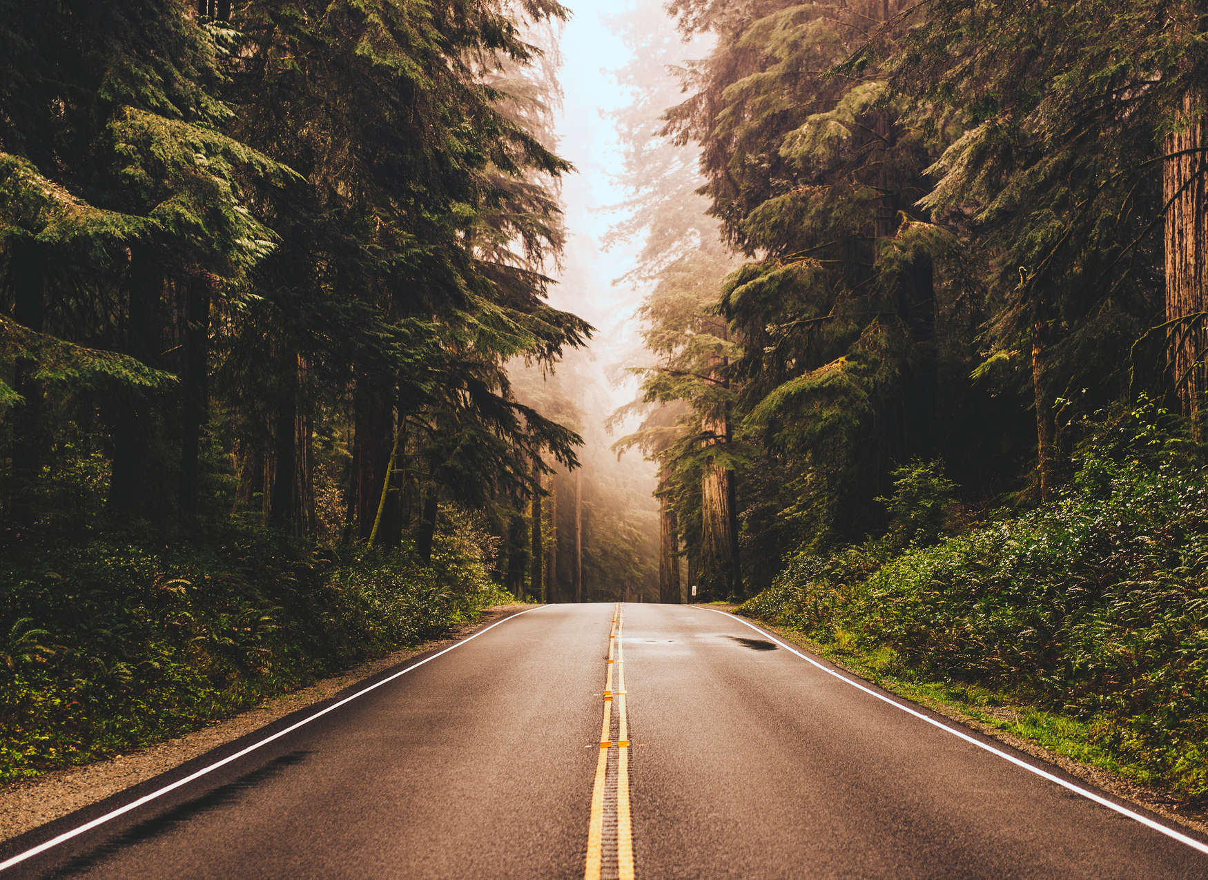 Fototapete American Highway im Wald – Braun, Grün, Grau