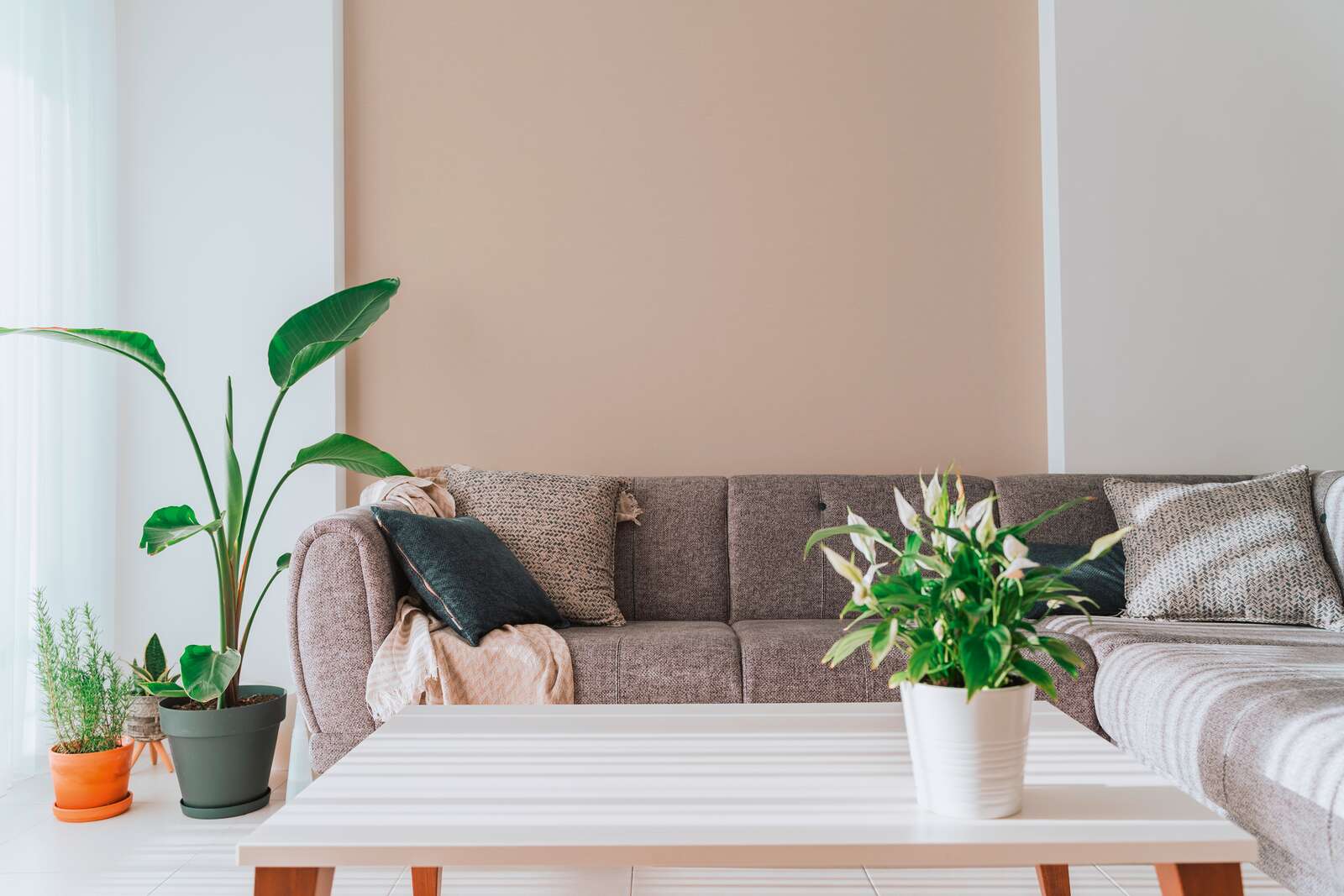 sofa, couch, wohnzimmer, pflanze, kaffetisch