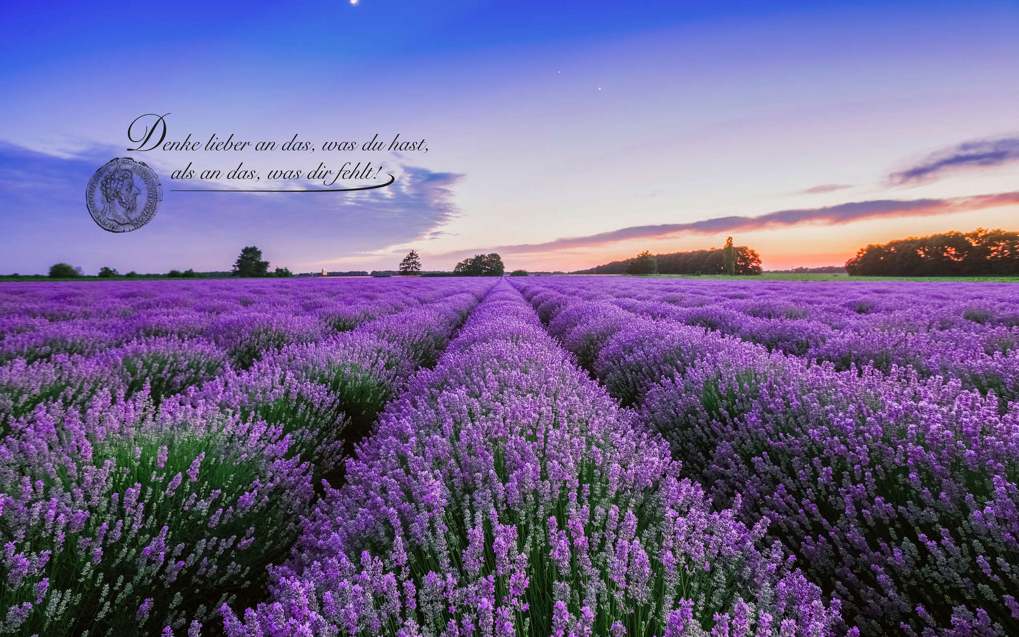 lavender, lavender field, purple field, plants, rows