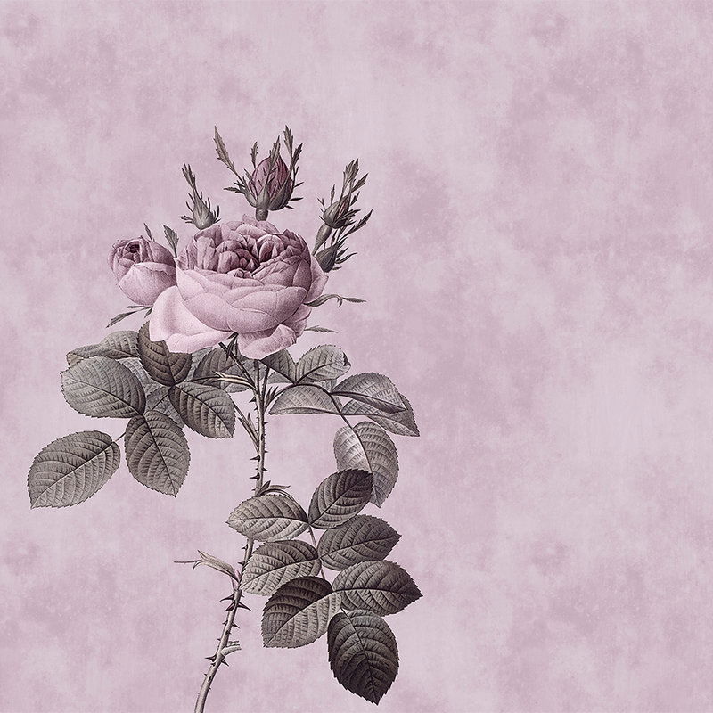 Blume, Pflanze, Rose, Kunst, Zeichnen