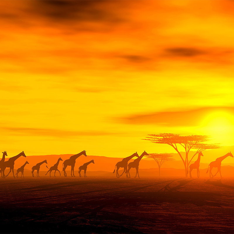 Giraffe, Savanne, Sonnenuntergang, Silhouette, Herde