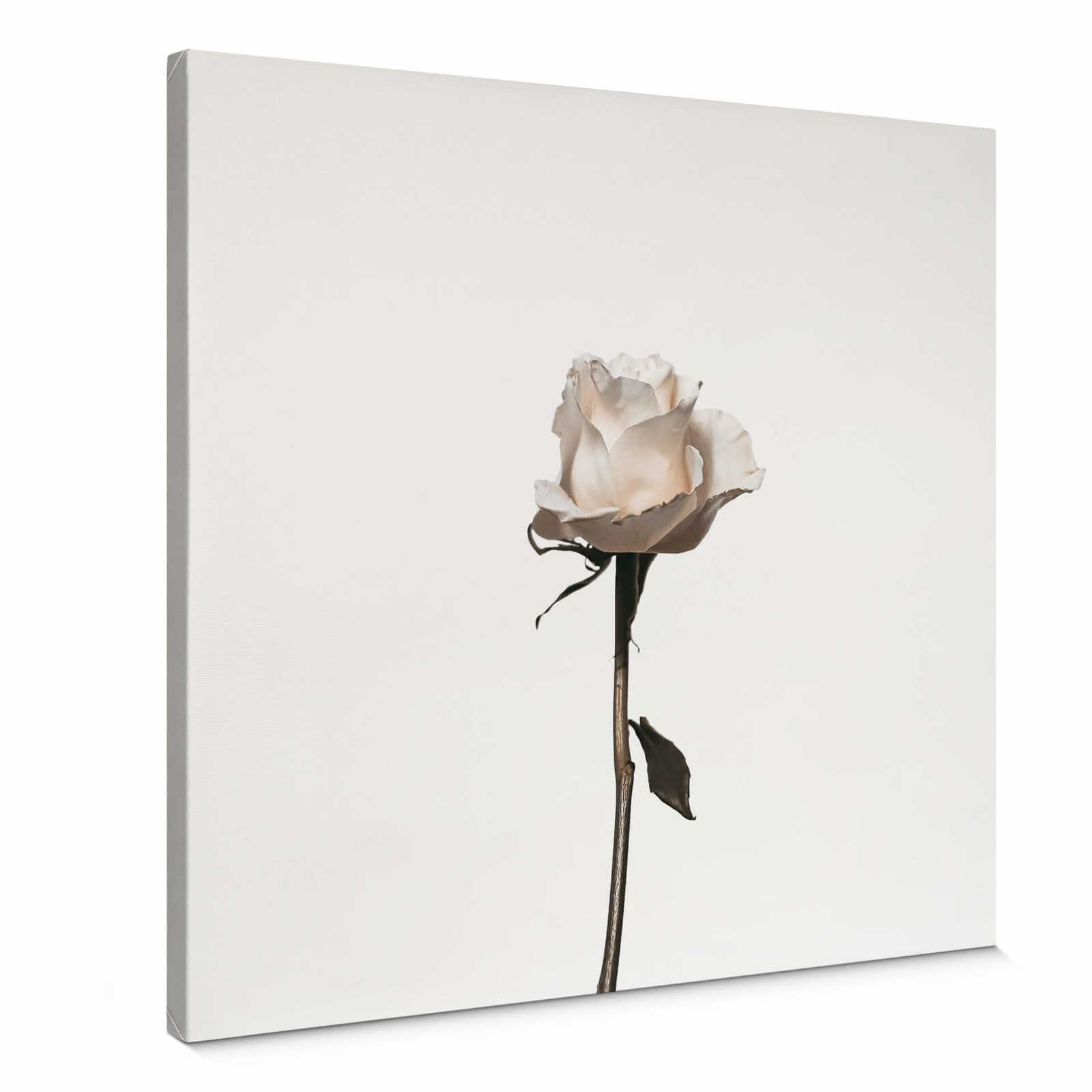         Toile carrée Rose blanche - 0,50 m x 0,50 m
    