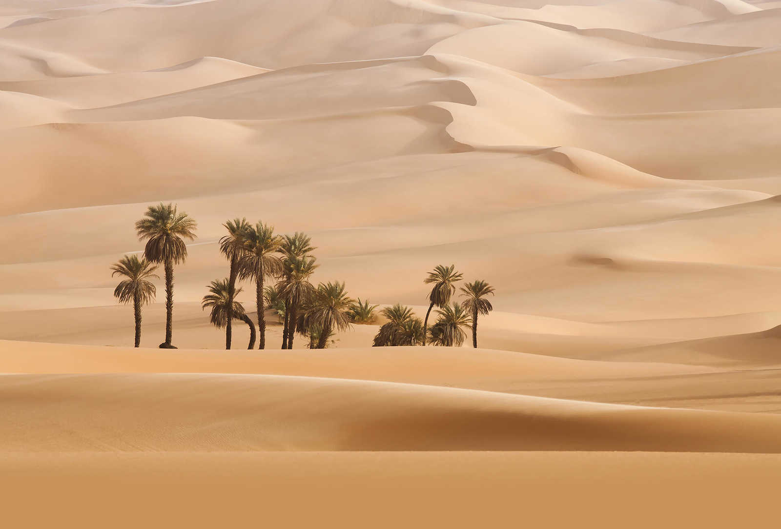         Photo wallpaper desert with palm trees - beige
    