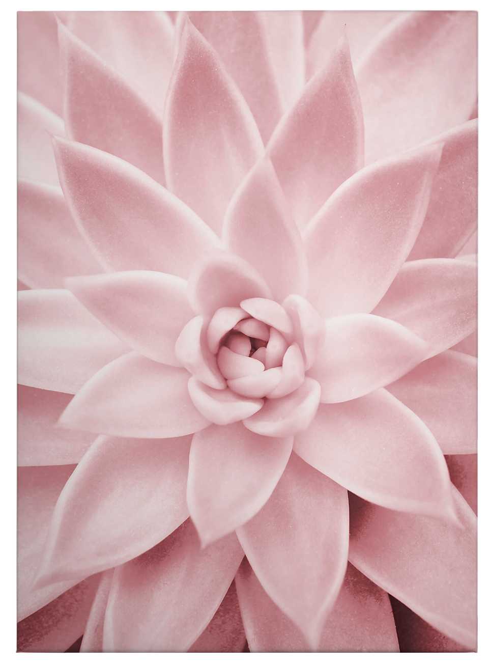 Leinwandbild rosa Sukkulenten, Sisi &amp; Seb – 0,50 m x 0,70 m
