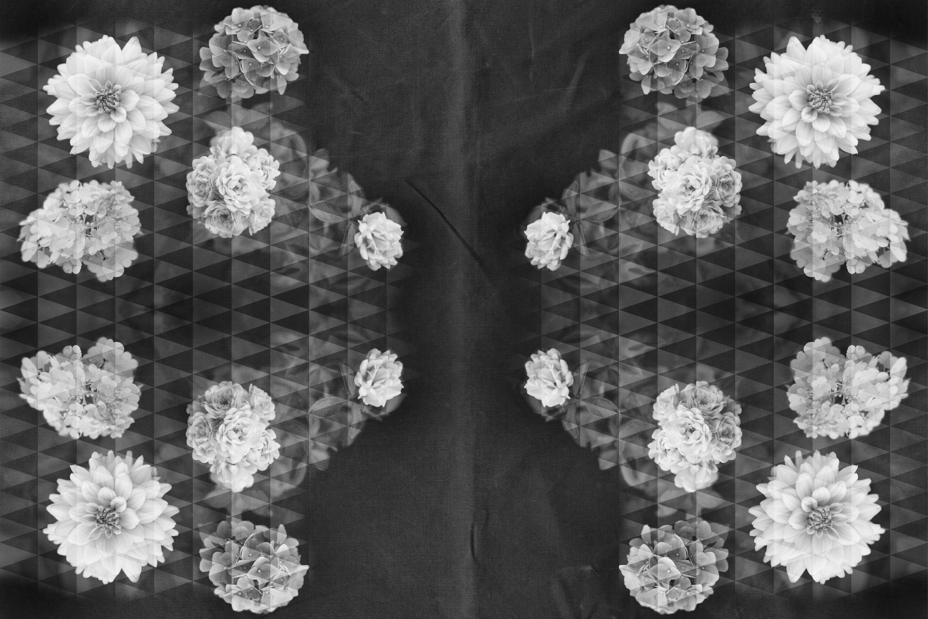 Blumen, Dahlie, Kleidmuster, Geometrischer Hintergrund, Schwarzweiß