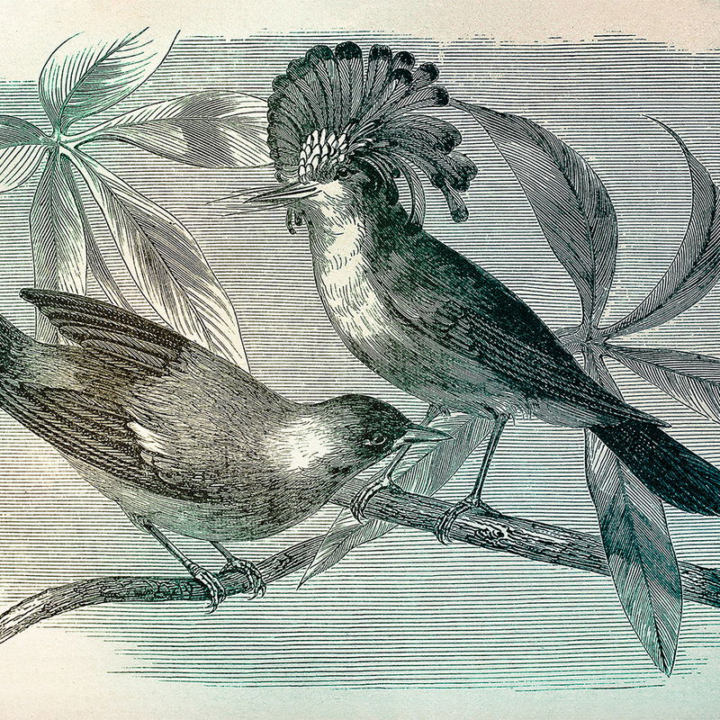 Kunst, Tier, Vogel, Zeichnen