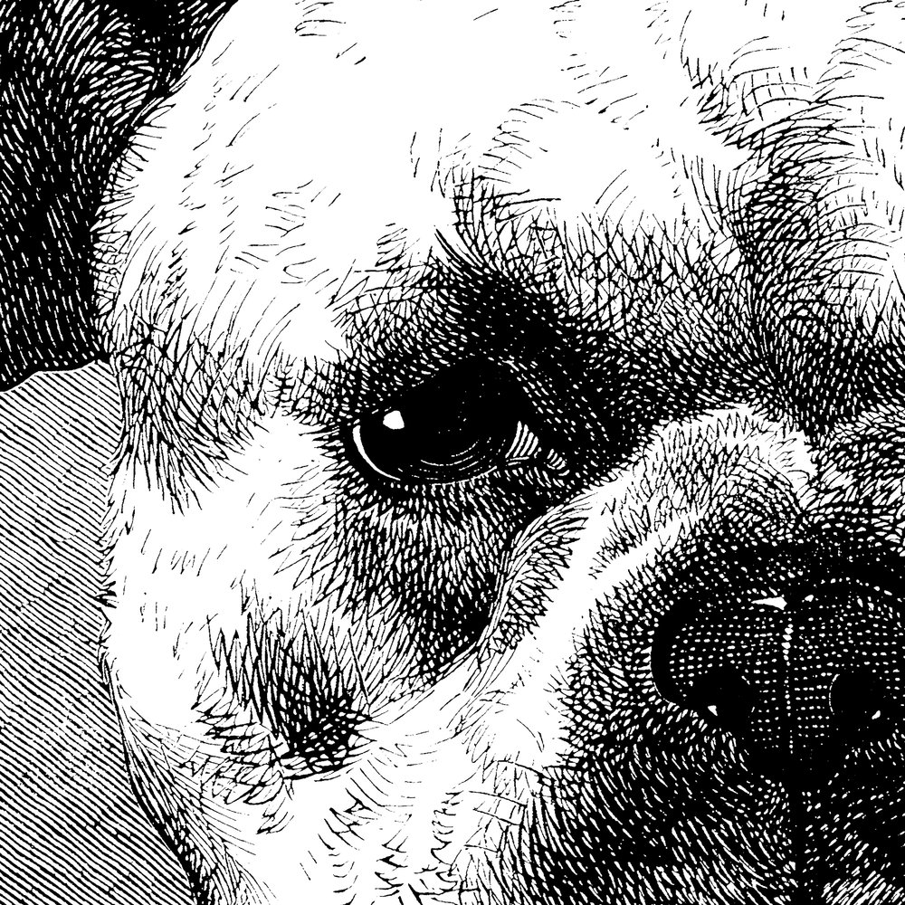 Hund, Mops, Gesicht, Nahaufnahme, Illustration