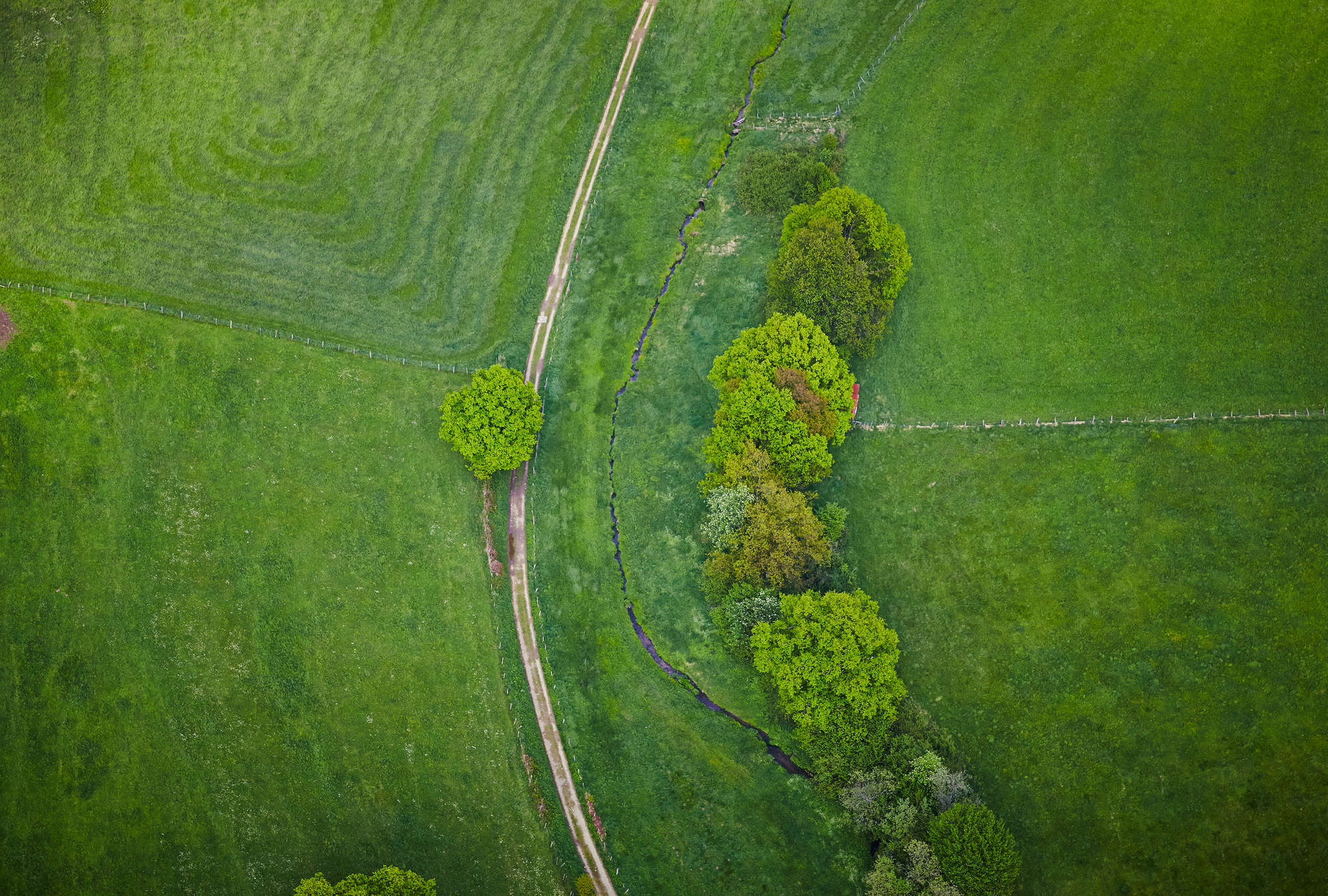 Grass landscape from a bird's eye view - Field with trees