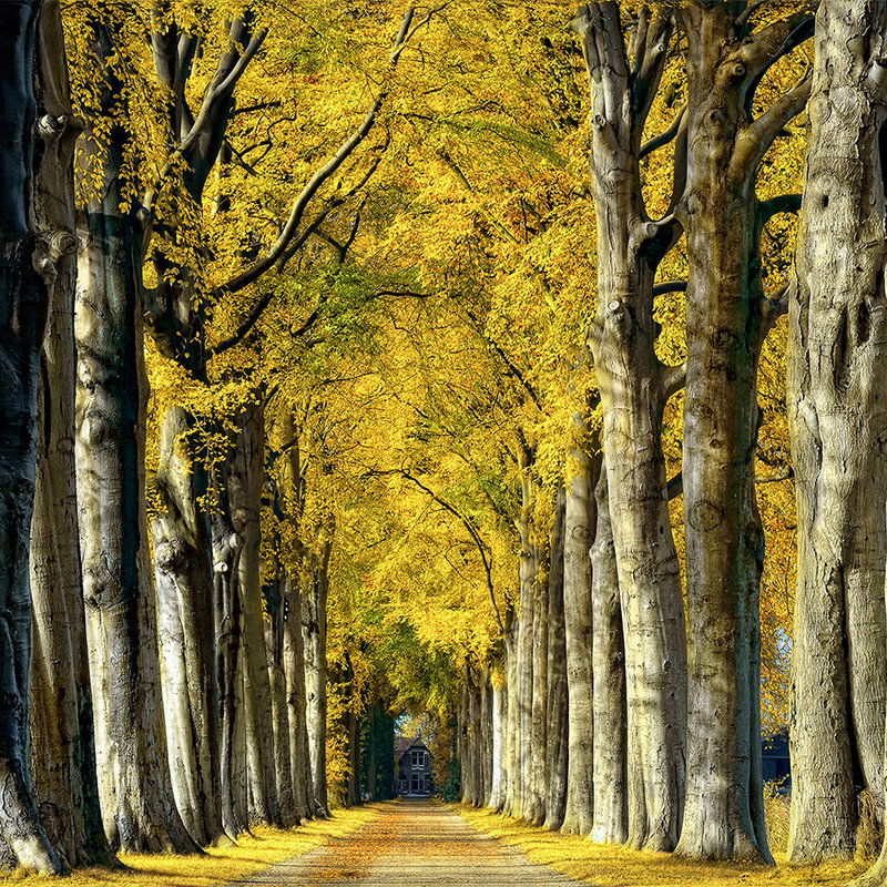         Architects Paper Fototapete AP Digital 4
    