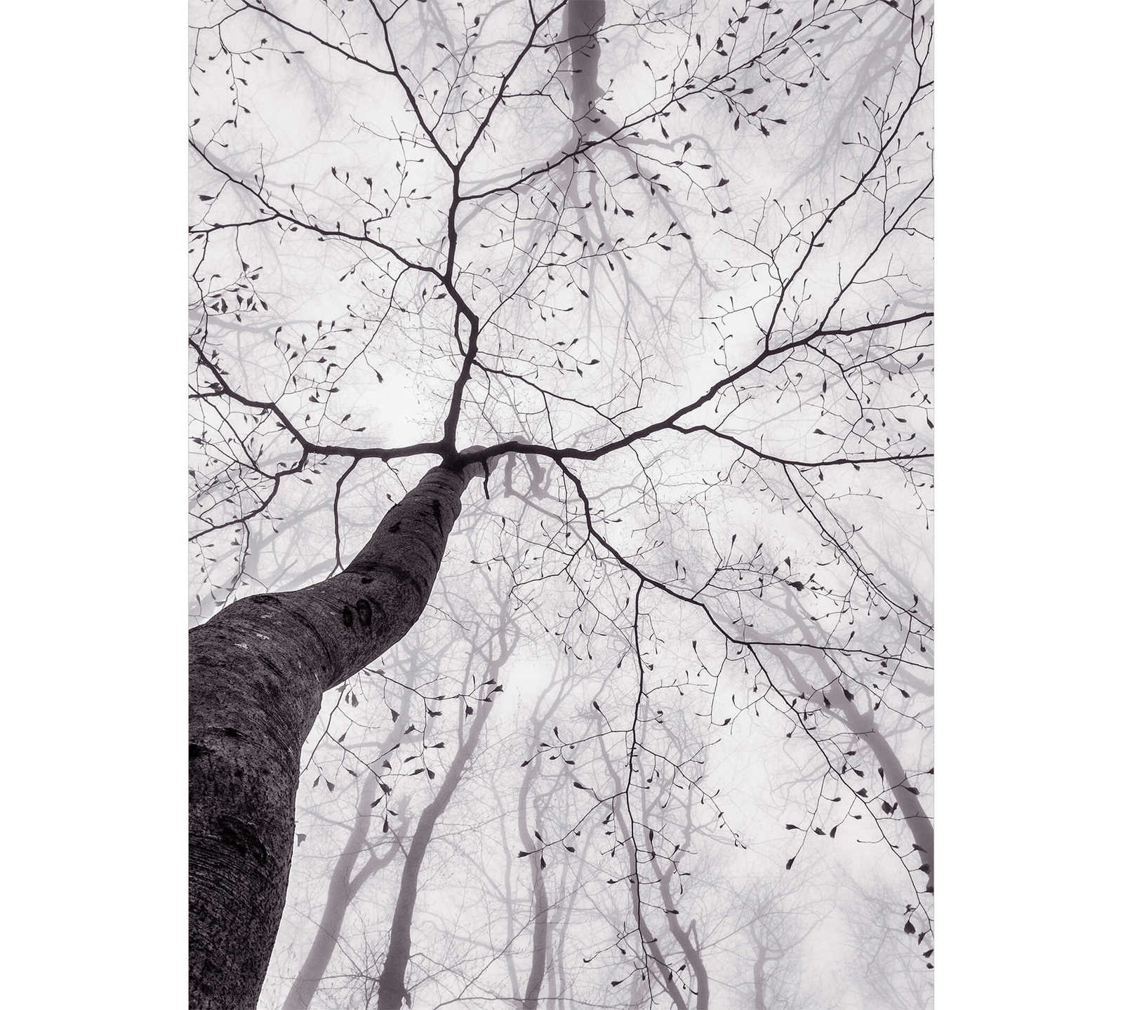         Black and white photo wallpaper winter forest in the fog, portrait format
    