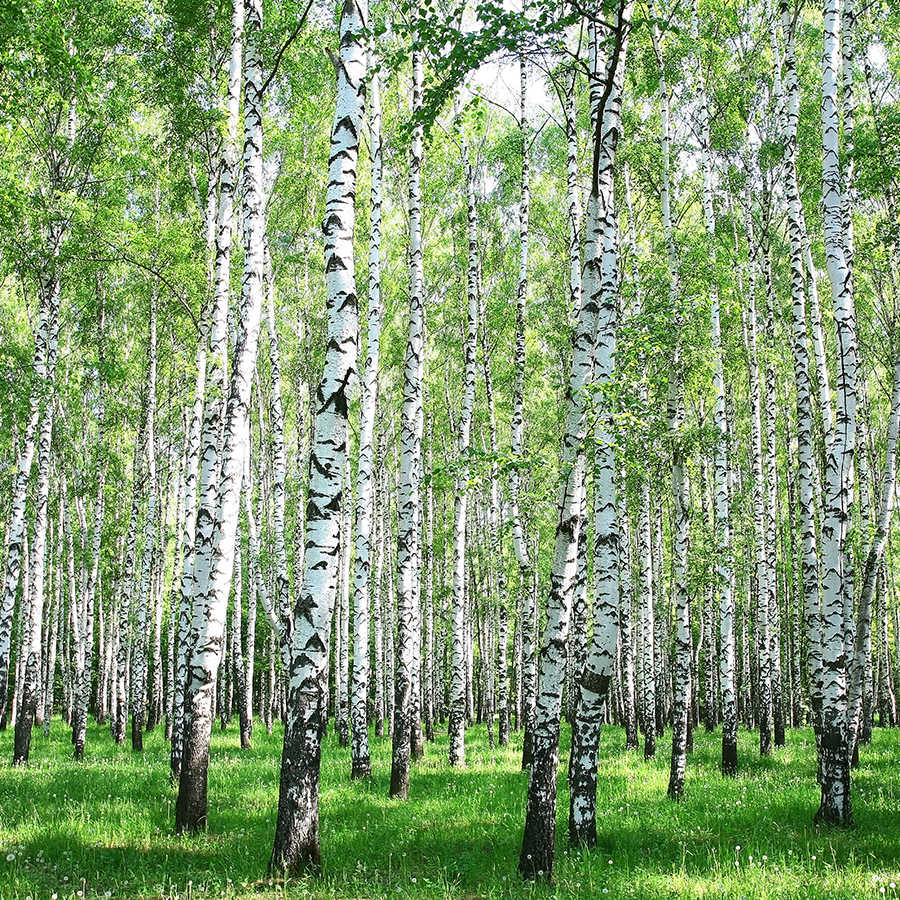 Papier peint - Forêt de bouleaux mystique en noir et blanc Papier peint - Forêt de bouleaux mystique en noir et blanc