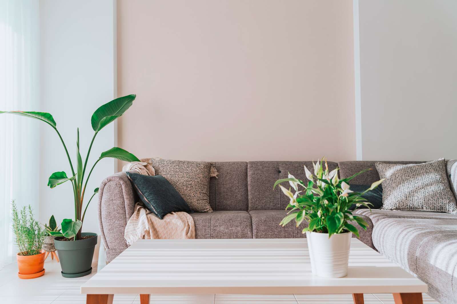 Innenarchitektur, Pflanze, Tabelle, Dekoration für Zuhause, Couch